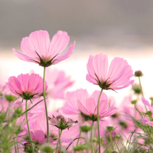 1 Op 1 coaching sessie